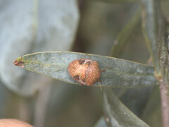 Solenotichus circuliferus