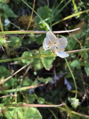 Parnassia asarifolia