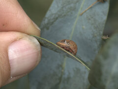 Solenotichus circuliferus