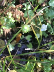 Parnassia asarifolia
