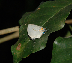 Iaspis andersoni