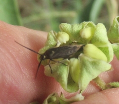 Scythris fuscicomella