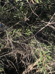 Melaleuca paludicola