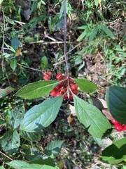Aronia arbutifolia