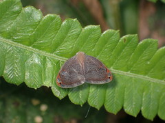 Ricaniidae
