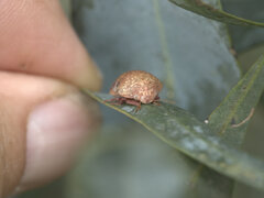 Solenotichus circuliferus