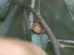 Solenotichus circuliferus