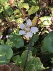 Parnassia asarifolia