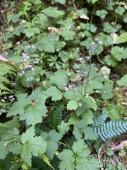 Tiarella trifoliata trifoliata