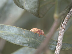 Solenotichus circuliferus