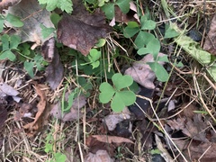 Oxalis