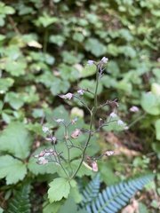 Tiarella trifoliata trifoliata