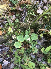 Parnassia asarifolia