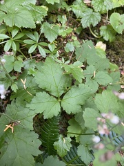 Tiarella trifoliata trifoliata