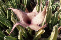 Stapelia gigantea
