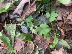 Oxalis
