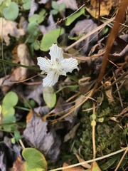 Parnassia asarifolia