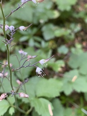 Tiarella trifoliata trifoliata
