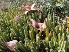 Stapelia gigantea