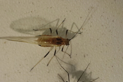 Macrosiphum