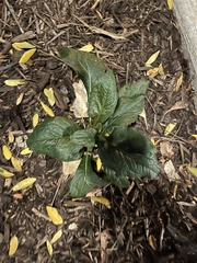 Ajuga reptans