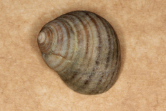 Littorina littorea