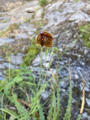 Calochortus marcellae