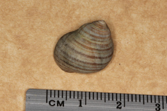 Littorina littorea