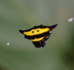 Gasteracantha hecata