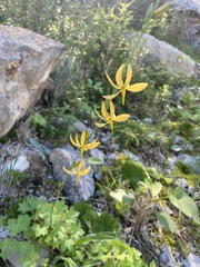 Echeandia reflexa