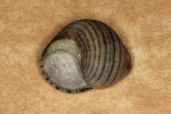 Littorina littorea