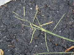 Eriochloa procera