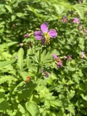 Rhexia virginica