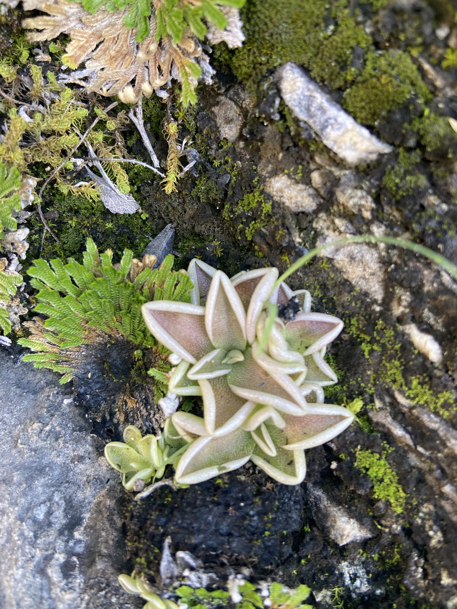 Pinguicula jaumavensis Debbert 3