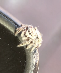 Phidippus