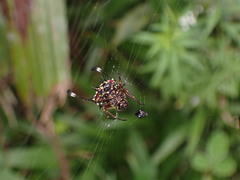 Gasteracantha clavigera