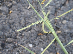 Eriochloa procera