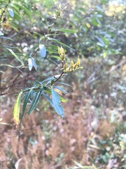 Hypericum prolificum