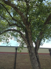 Fraxinus berlandieriana