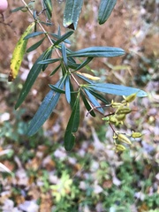 Hypericum prolificum
