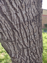 Fraxinus berlandieriana