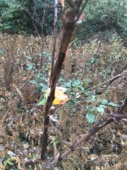 Hypericum prolificum