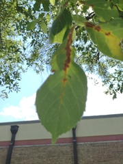 Fraxinus berlandieriana