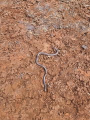 Typhlopidae