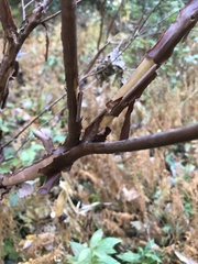 Hypericum prolificum