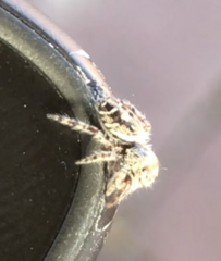 Phidippus