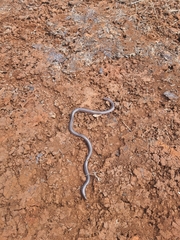 Typhlopidae