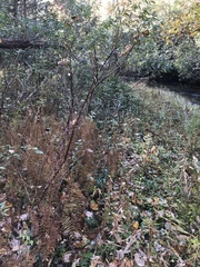 Hypericum prolificum