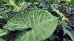 Syngonium