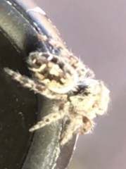 Phidippus